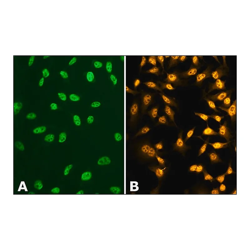 Merck Anti-phospho-TDP-43 (pSer410) antibody produced in rabbit