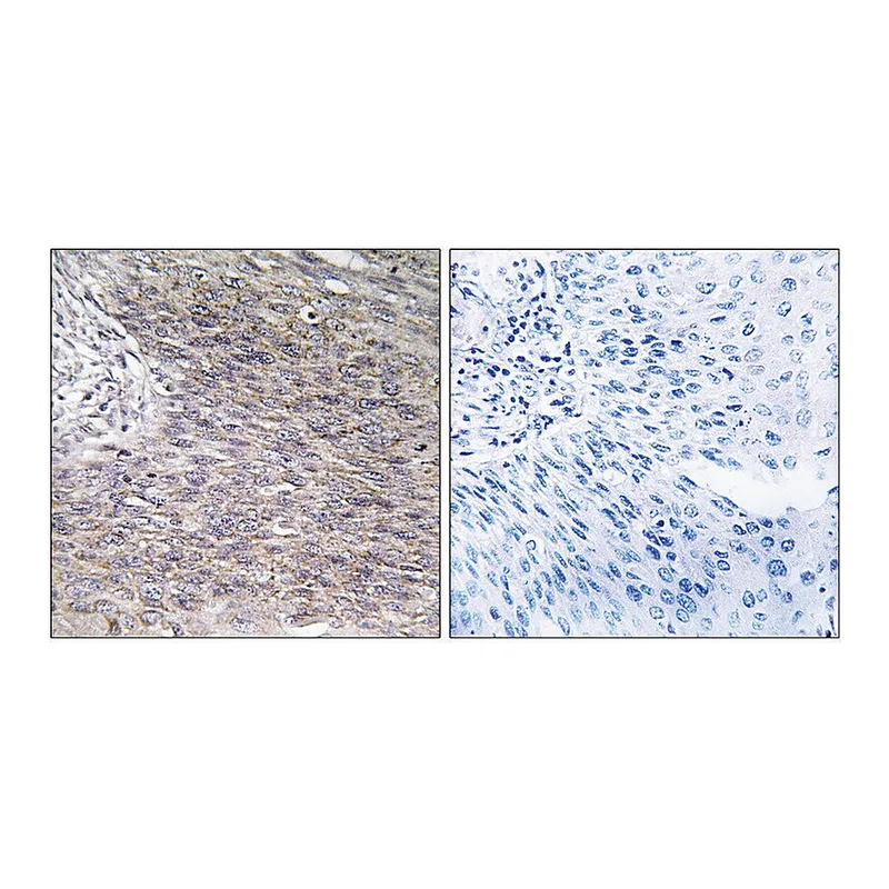 Merck Anti-CHSY2, C-Terminal antibody produced in rabbit