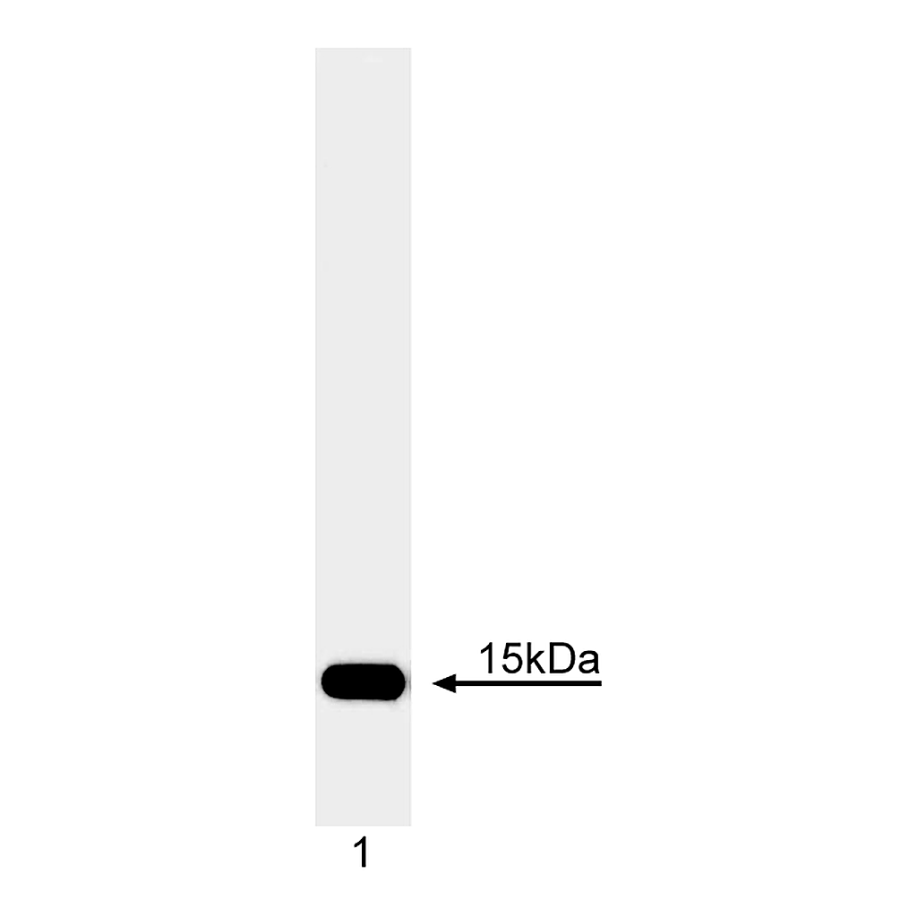 BD Purified Mouse Anti-Cytochrome C