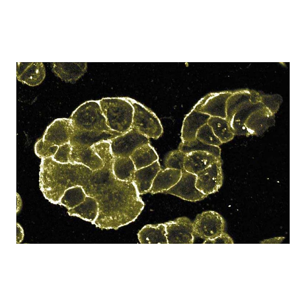 BD Purified Mouse Anti-E-Cadherin