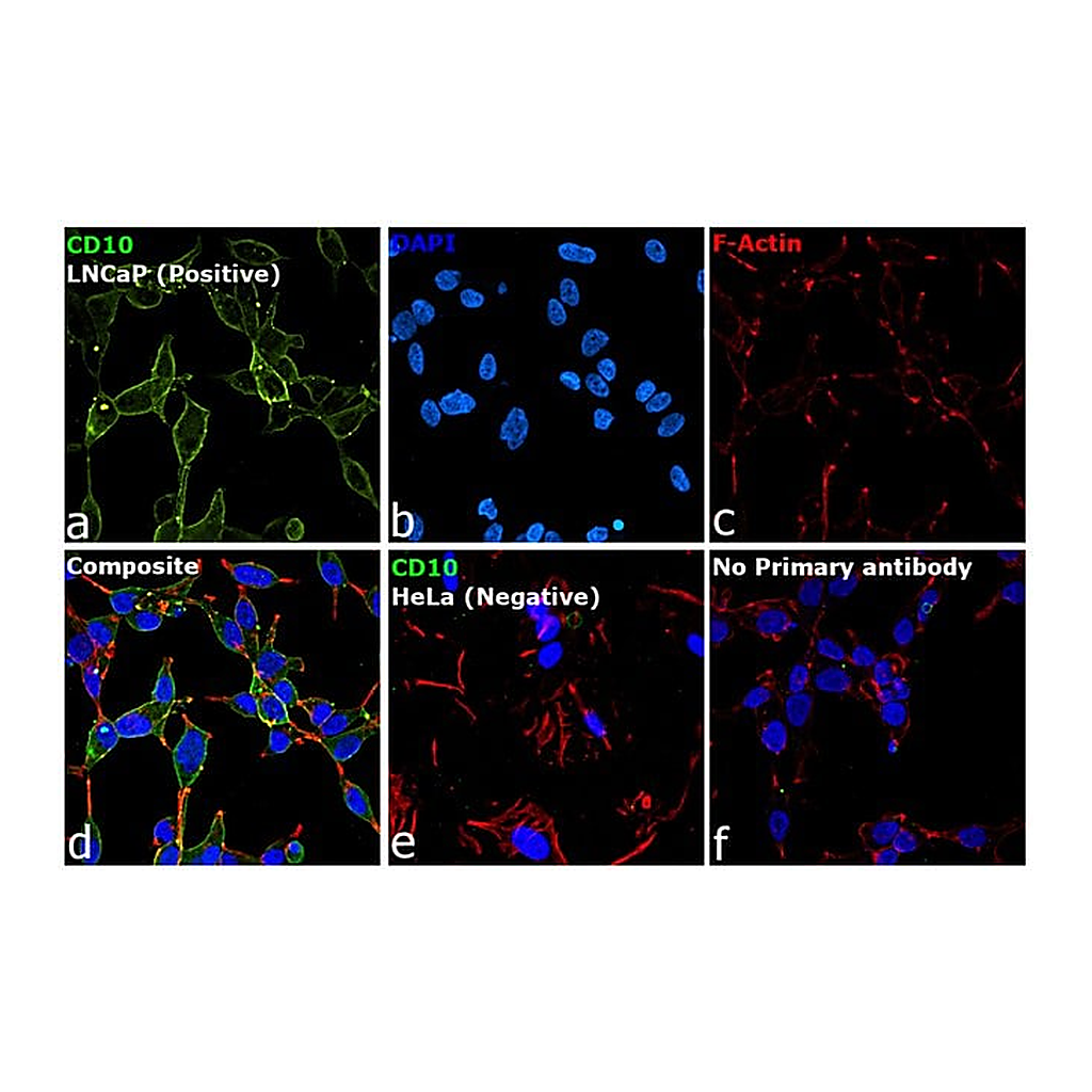 Thermo Fisher Scientific F(ab`)2-Rabbit anti-Goat IgG (H+L) Cross-Adsorbed Secondary Antibody, Alexa Fluor 488