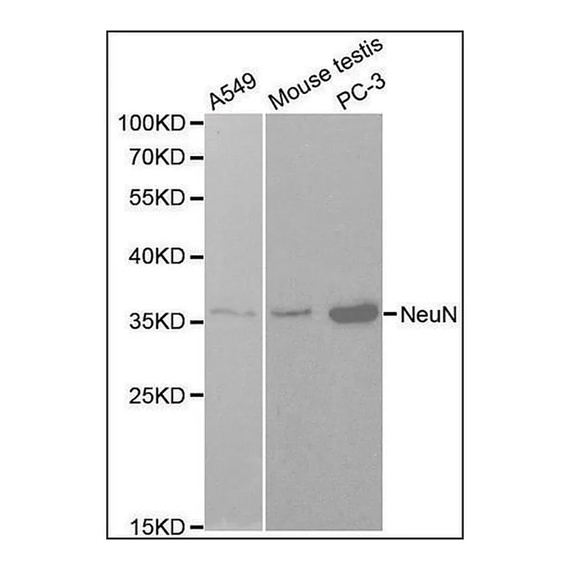 Merck Anti-NeuN antibody produced in rabbit
