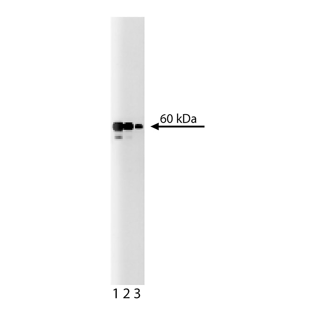 BD Purified Mouse Anti-Human Cyclin A