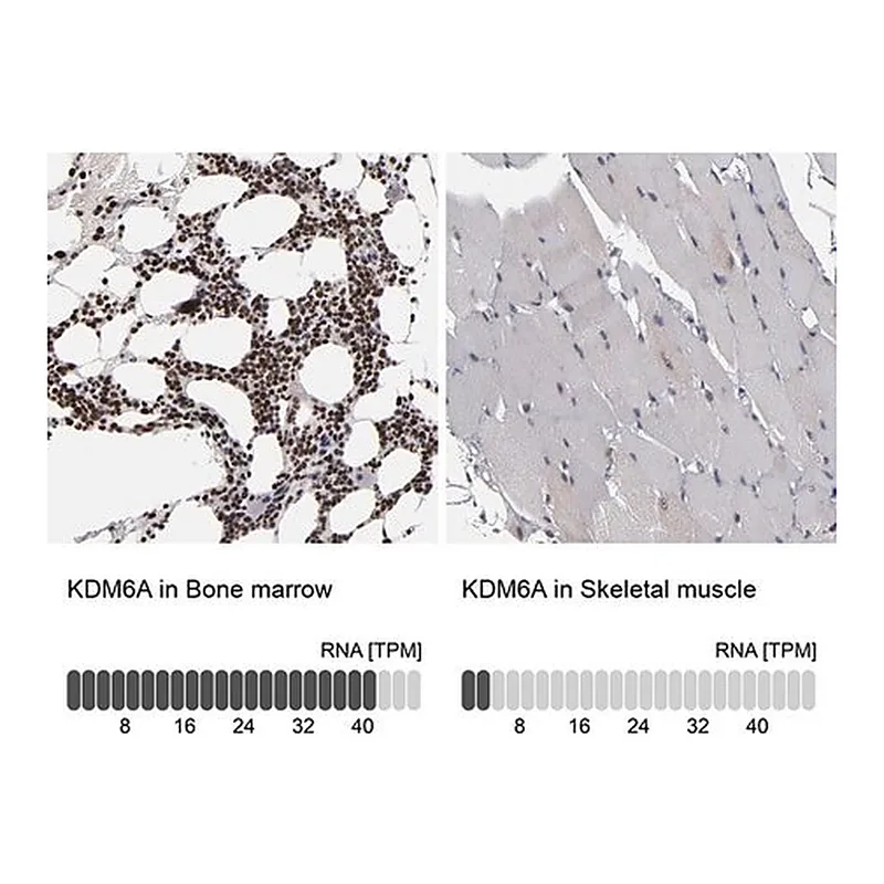 Merck ANTI-KDM6A antibody produced in rabbit