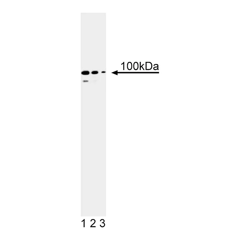BD Purified Mouse Anti-PMS2
