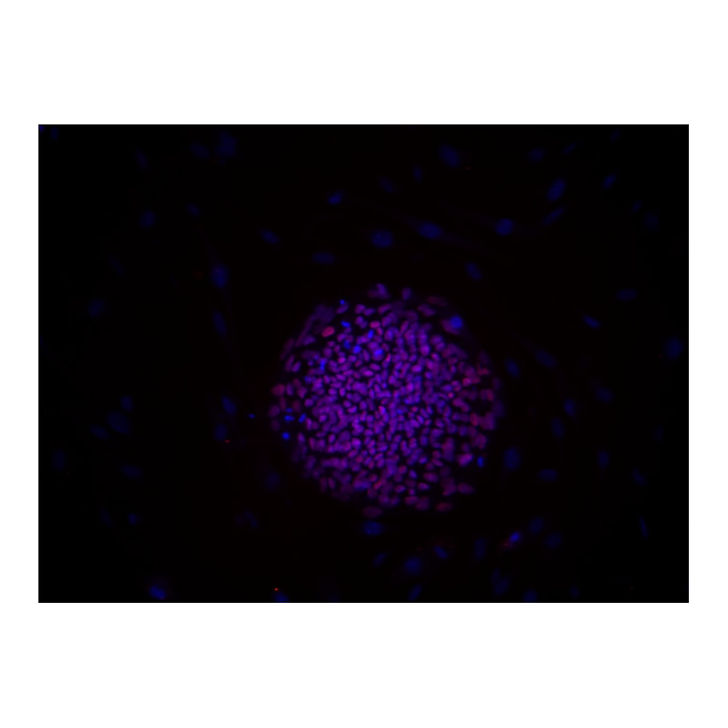 BD Alexa Fluor® 555 Mouse anti-Oct3/4