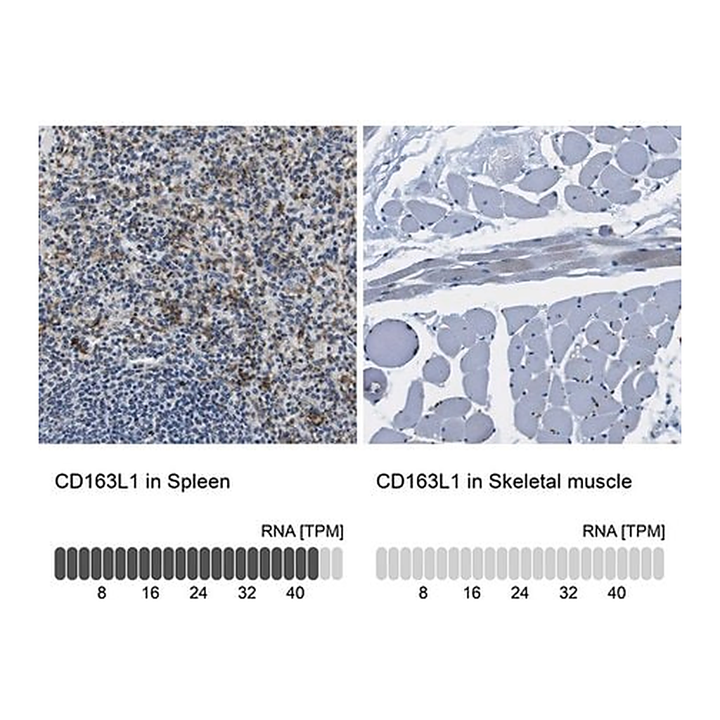 Merck Anti-CD163L1 antibody produced in rabbit