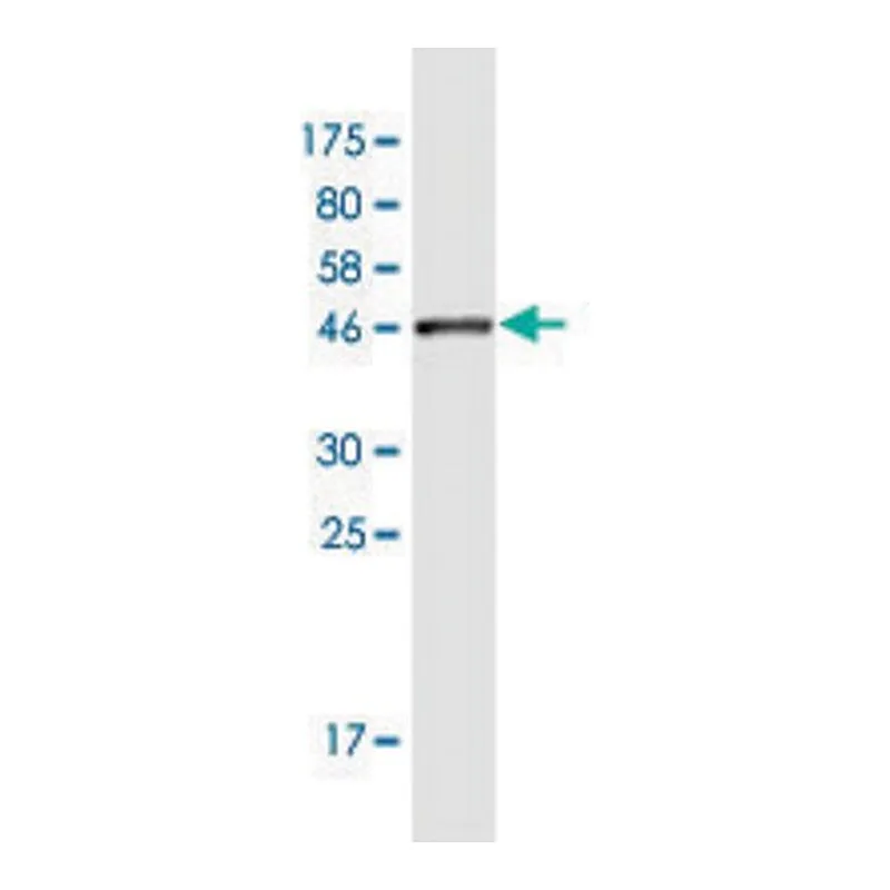 Merck Monoclonal Anti-MARCH2 antibody produced in mouse