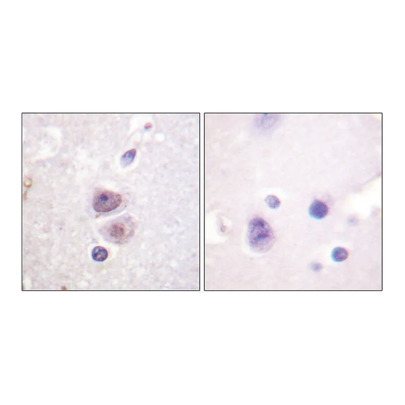 Merck Anti-p38 MAPK antibody produced in rabbit