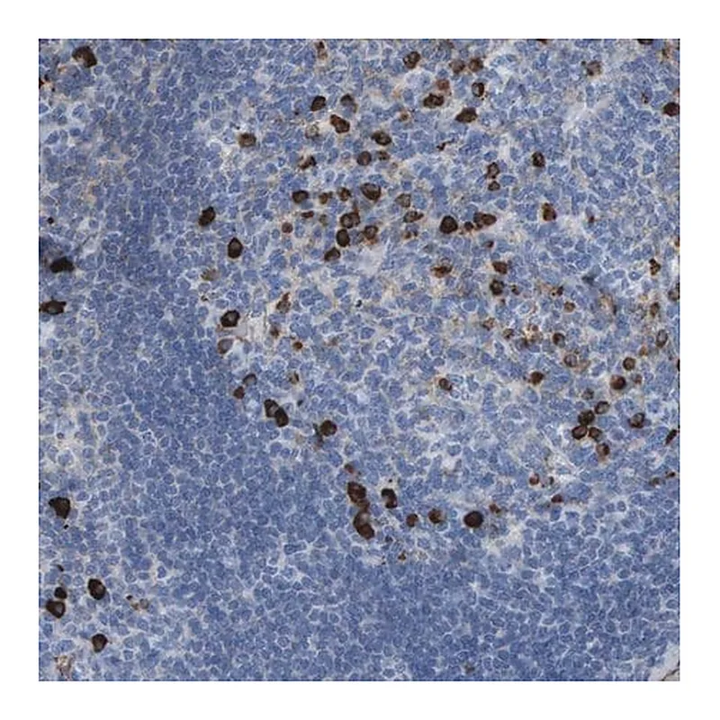 Merck Anti-IFNAR1 antibody produced in rabbit