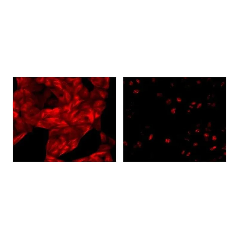 Thermo Fisher Scientific Rat anti-Mouse IgG1 Secondary Antibody, eFluor 615, eBioscience