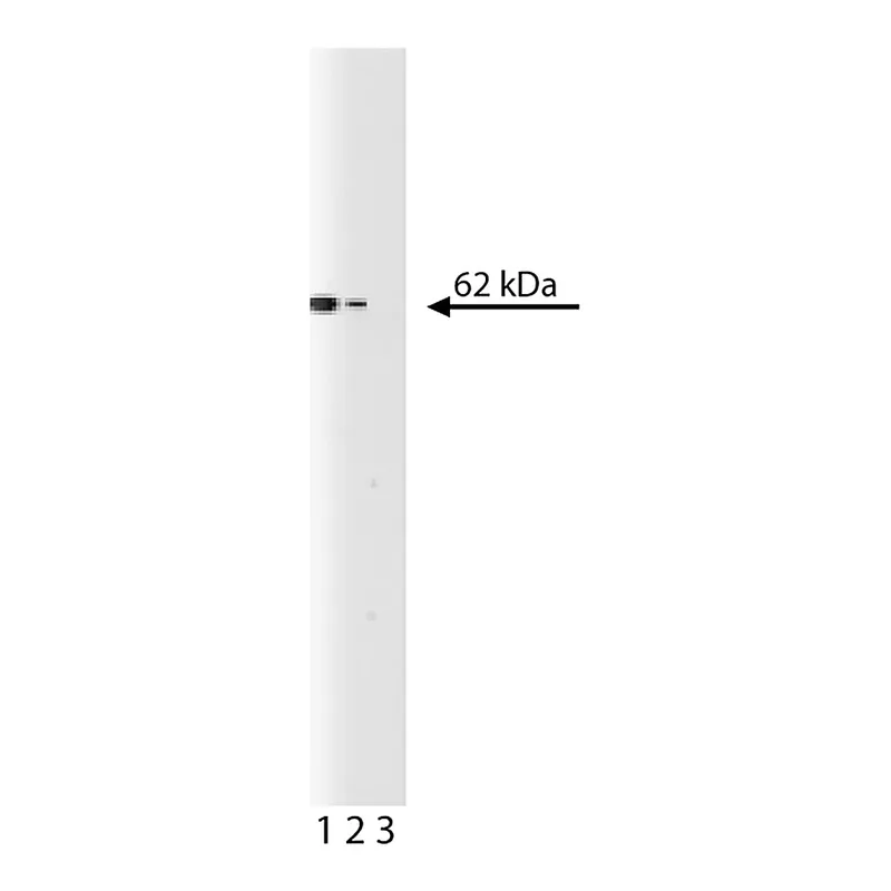BD Purified Mouse Anti-Cyclin B
