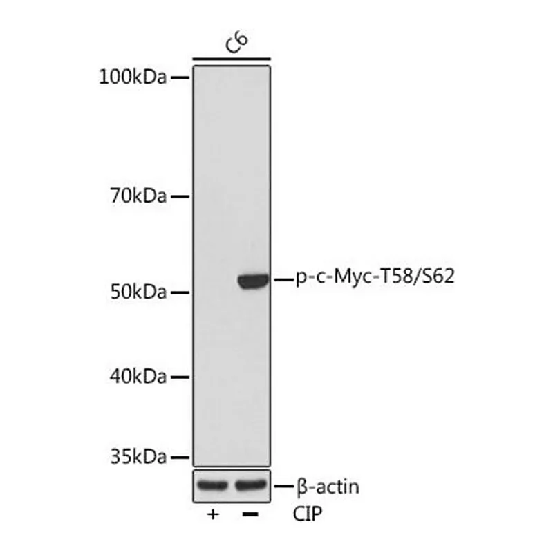 Merck Anti-Phospho-c-Myc-T58/S62 antibody produced in rabbit