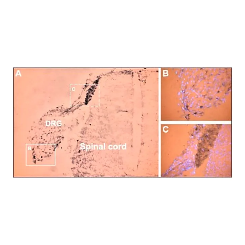 Merck Anti-Sodium Channel NaV1.9 antibody produced in rabbit