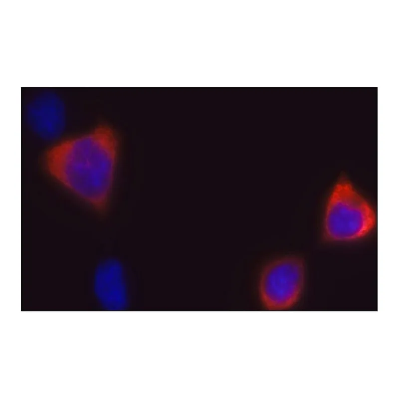 Merck Anti-CRISPR/Cas9 (C-terminal) antibody, Mouse monoclonal