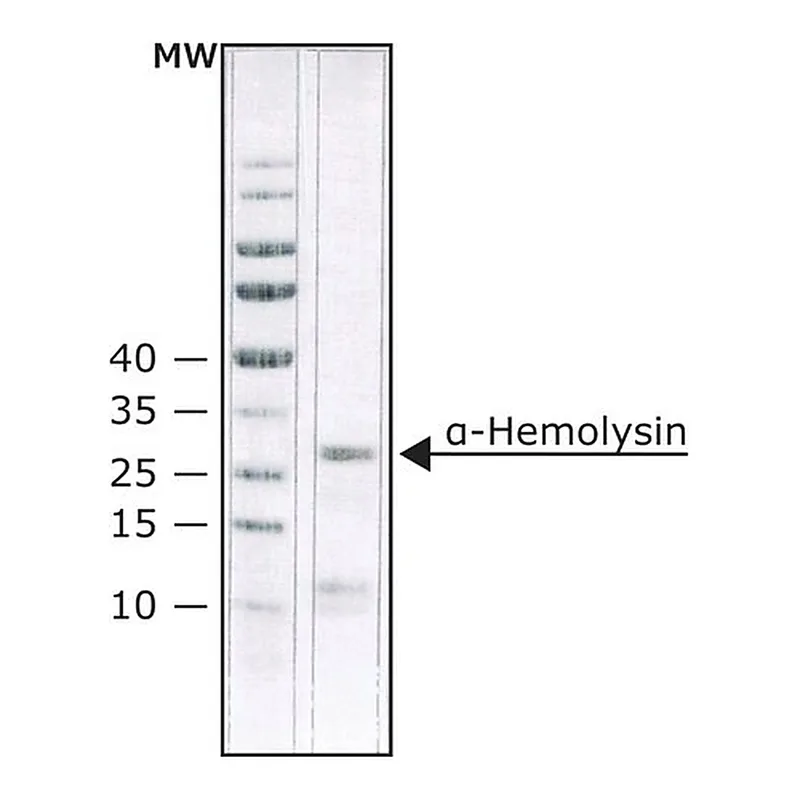 Merck alpha-Hemolysin from Staphylococcus aureus