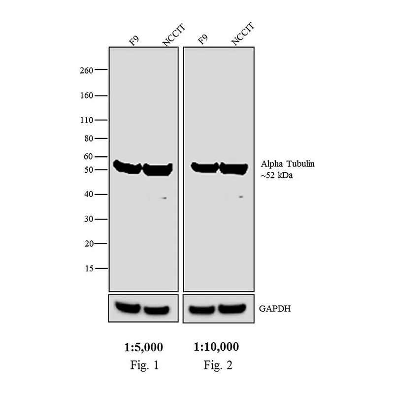 Thermo Fisher Scientific Goat anti-Rat IgG Fab Secondary Antibody, Biotin