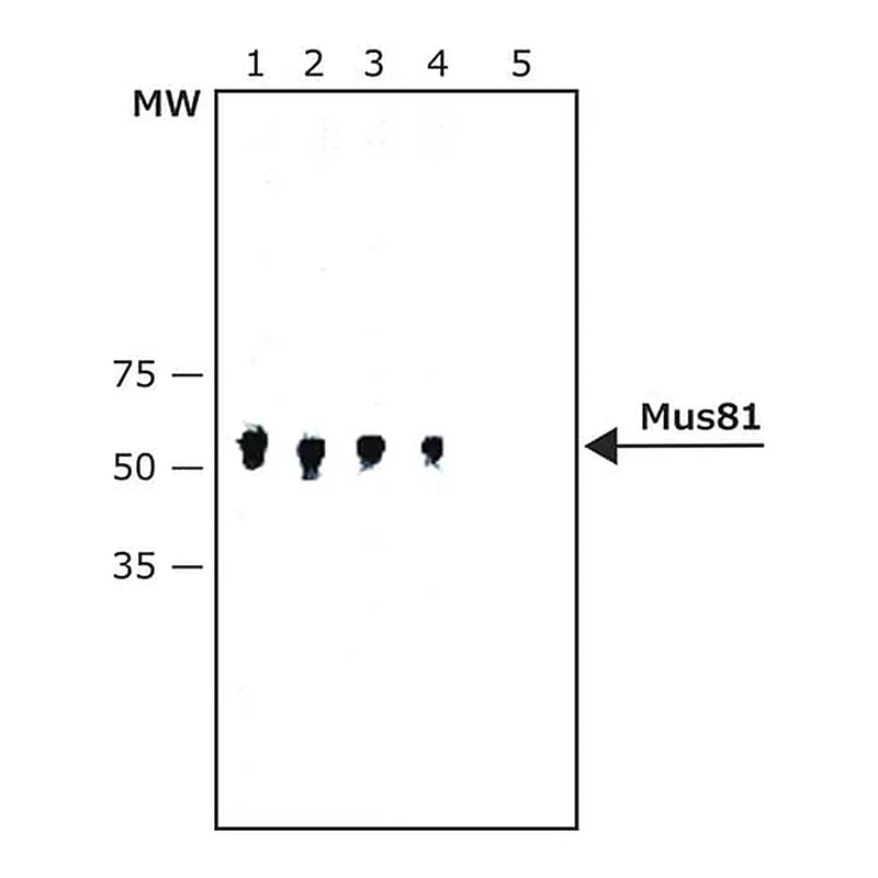 Merck Anti-Mus81 antibody, Mouse monoclonal