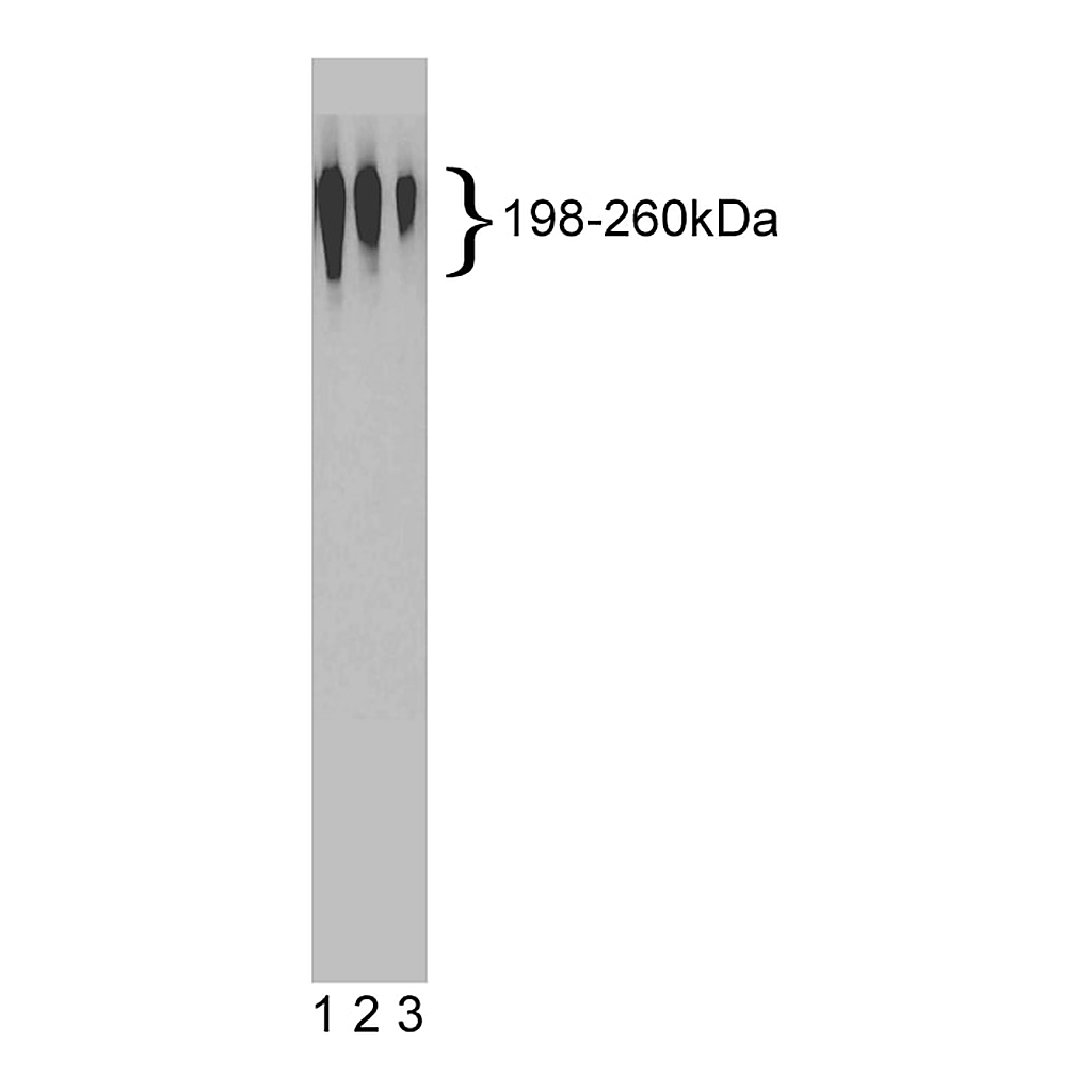 BD Purified Mouse Anti-Rat Nestin