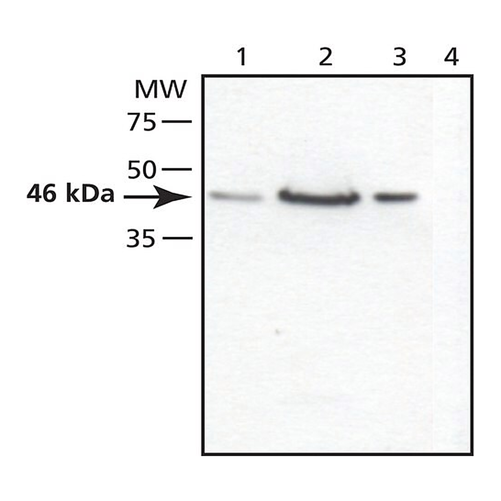 Merck Anti-TSG101 (C-terminal) antibody produced in rabbit