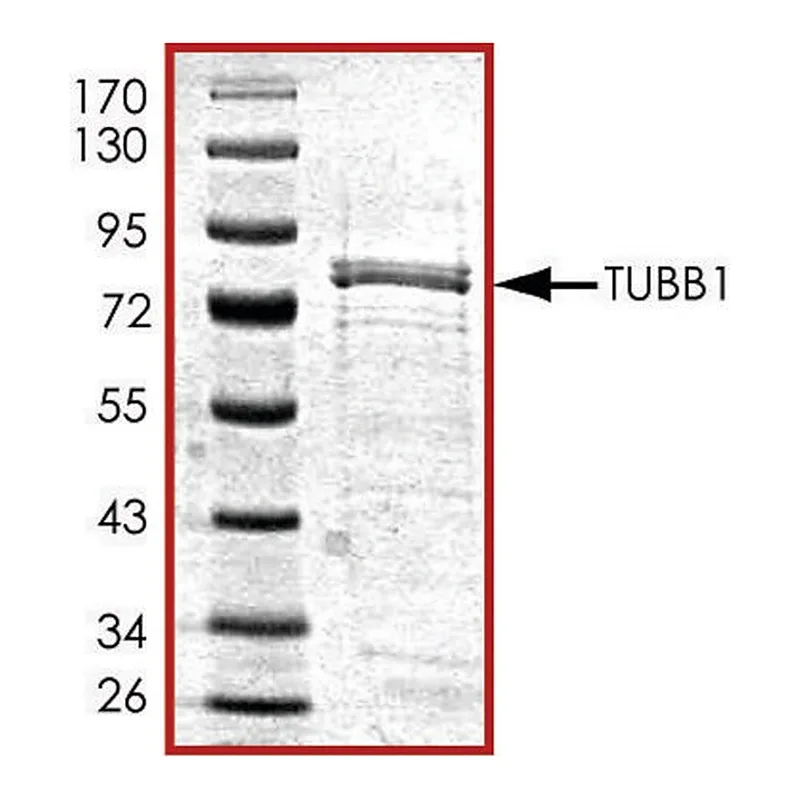 Merck Tubulin, GST tagged human