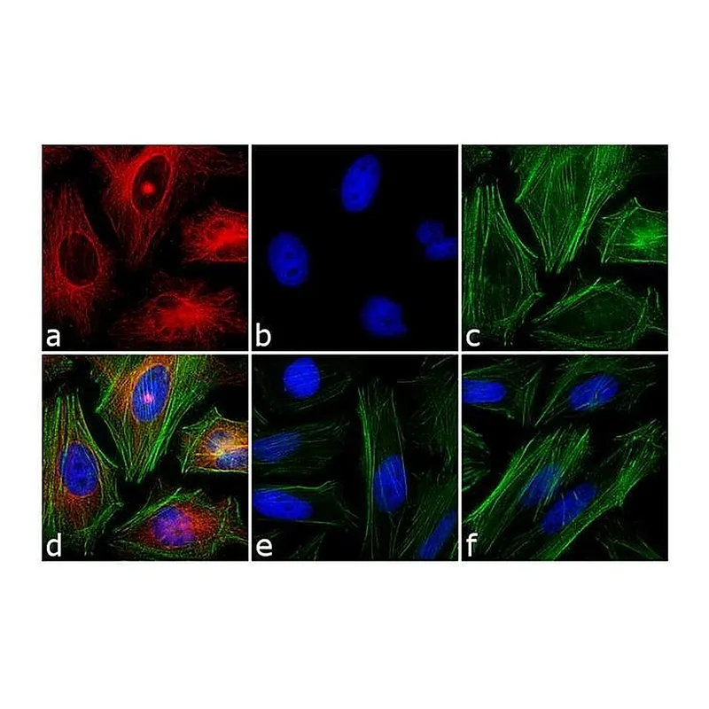 Thermo Fisher Scientific Goat anti-Mouse IgG1 Cross-Adsorbed Secondary Antibody, Alexa Fluor 555