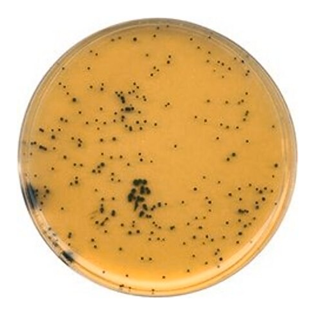 Merck TSC Agar