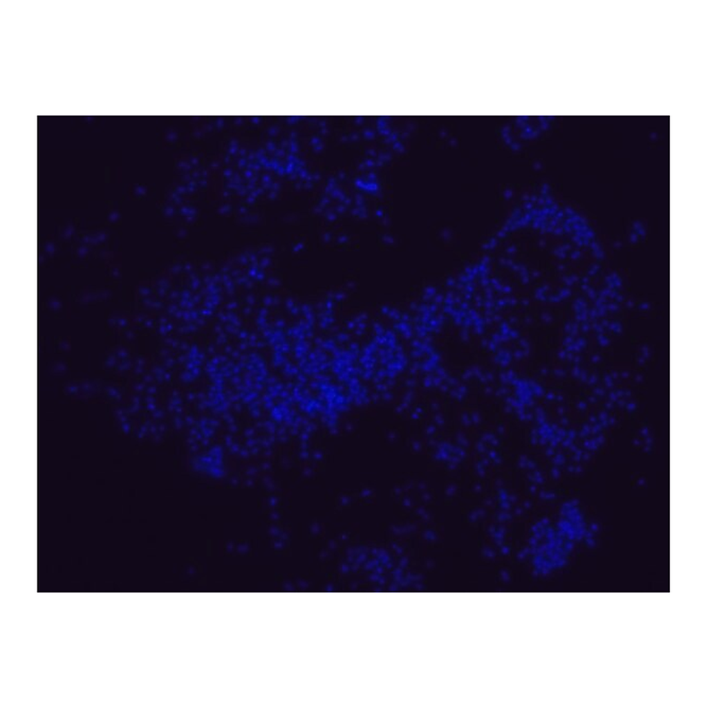 Merck Porphyromonas gingivalis FISH probe - Cy3