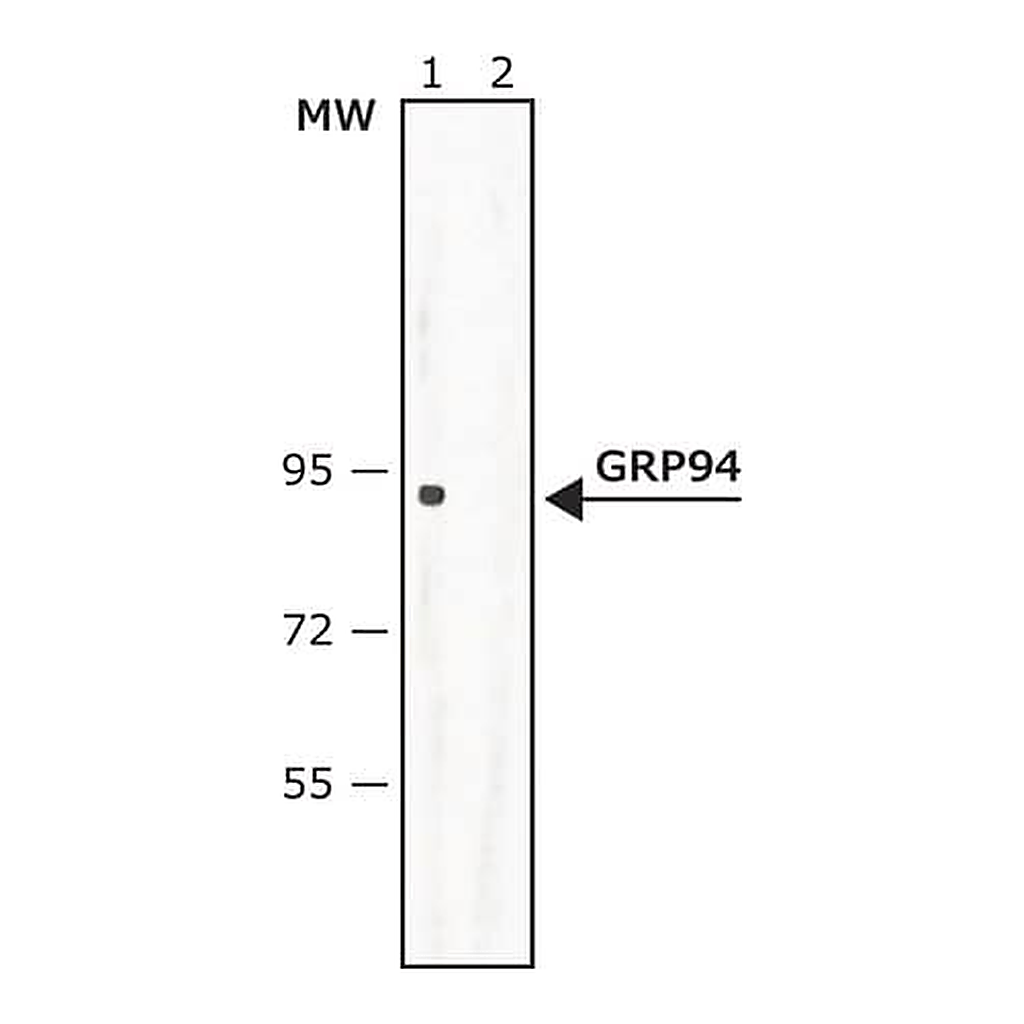 Merck Anti-GRP94 (C-terminal) antibody produced in rabbit