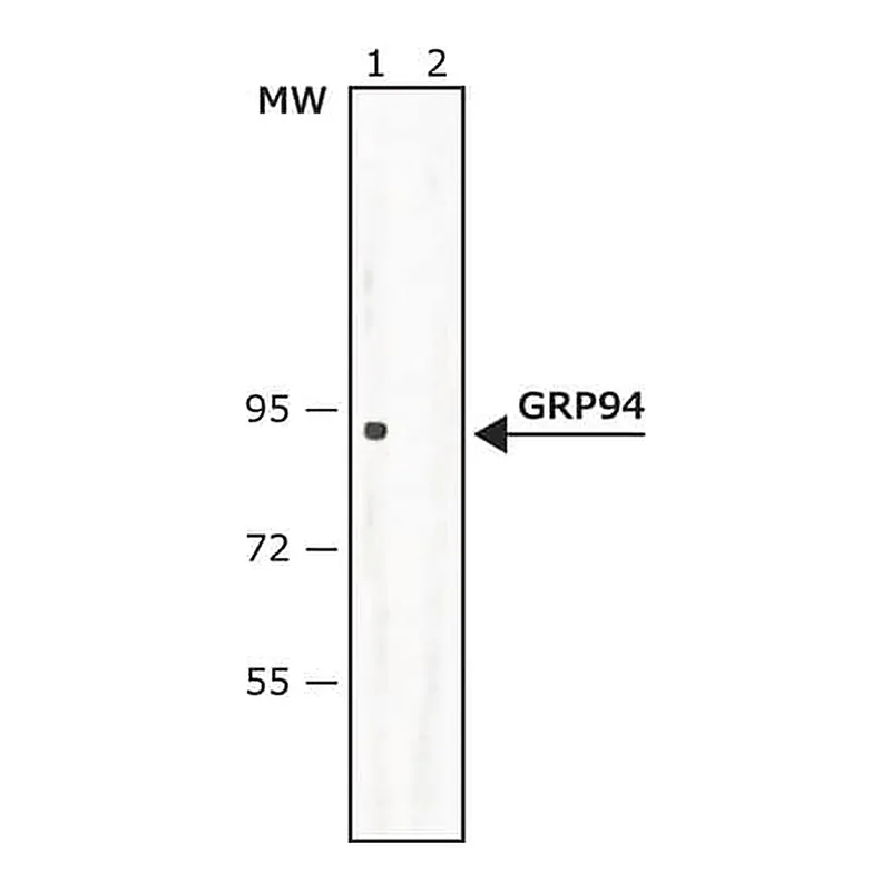 Merck Anti-GRP94 (C-terminal) antibody produced in rabbit
