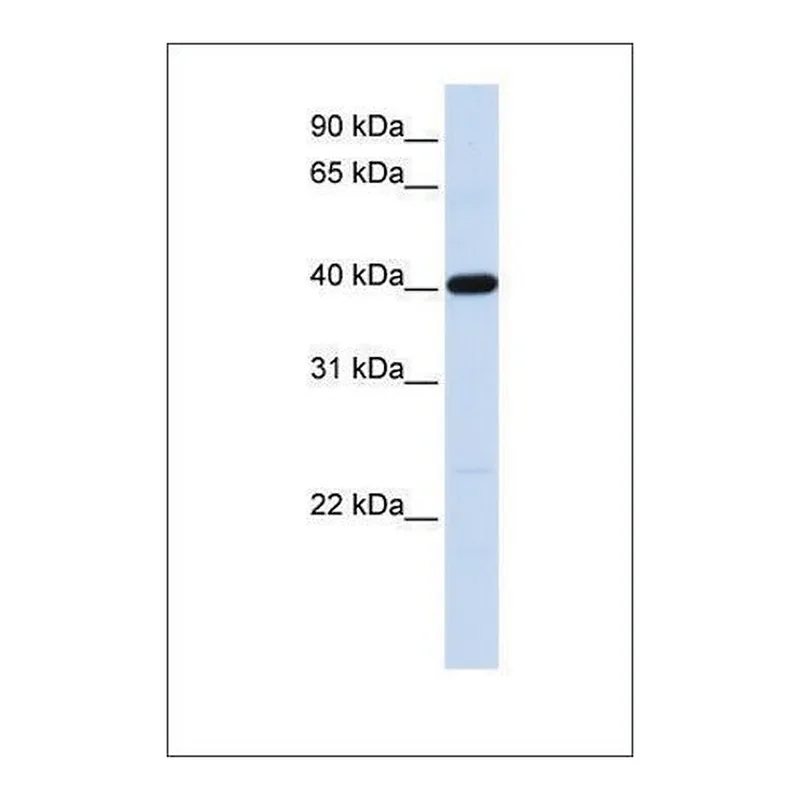 Merck Anti-TMOD3 (ab2) antibody produced in rabbit