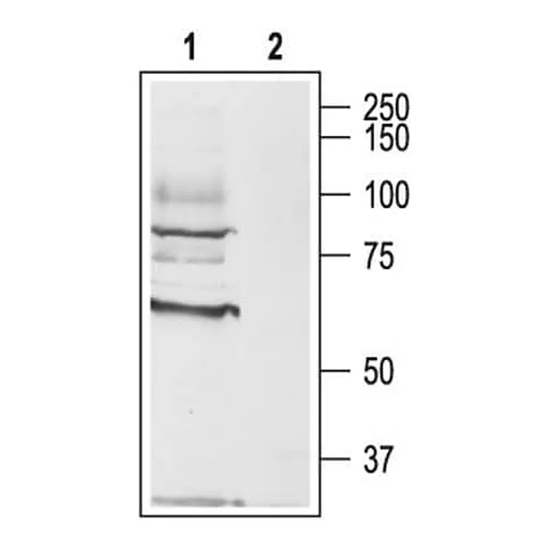 Merck Anti-Muscarinic Acetylcholine Receptor (M3) antibody produced in rabbit