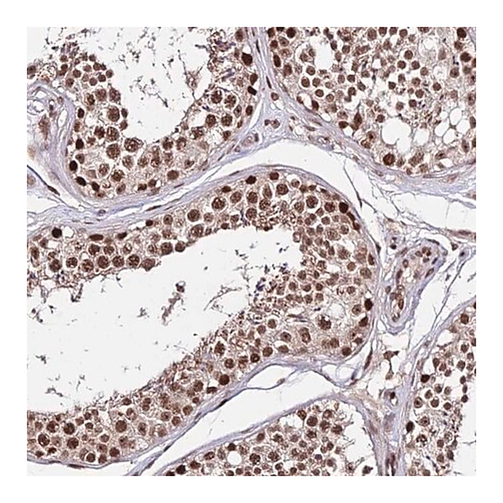 Merck Anti-ZBED4 antibody produced in rabbit