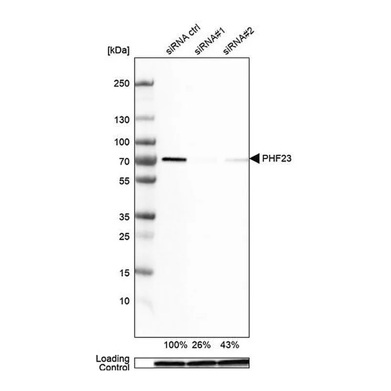 Merck Anti-PHF23 antibody produced in rabbit