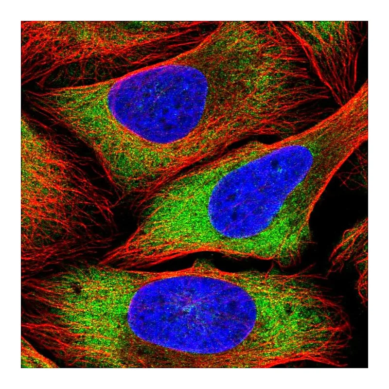Atlas Antibodies Anti-PSRC1 Antibody