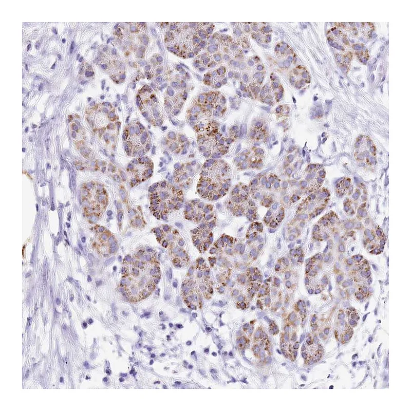 Atlas Antibodies Anti-PTBP2 Antibody