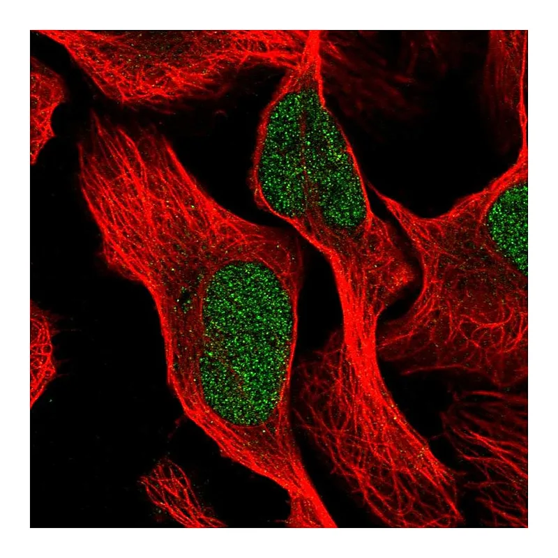 Atlas Antibodies Anti-PTBP3 Antibody
