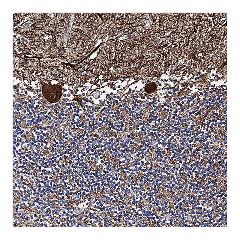 Atlas Antibodies Anti-PTCD3 Antibody