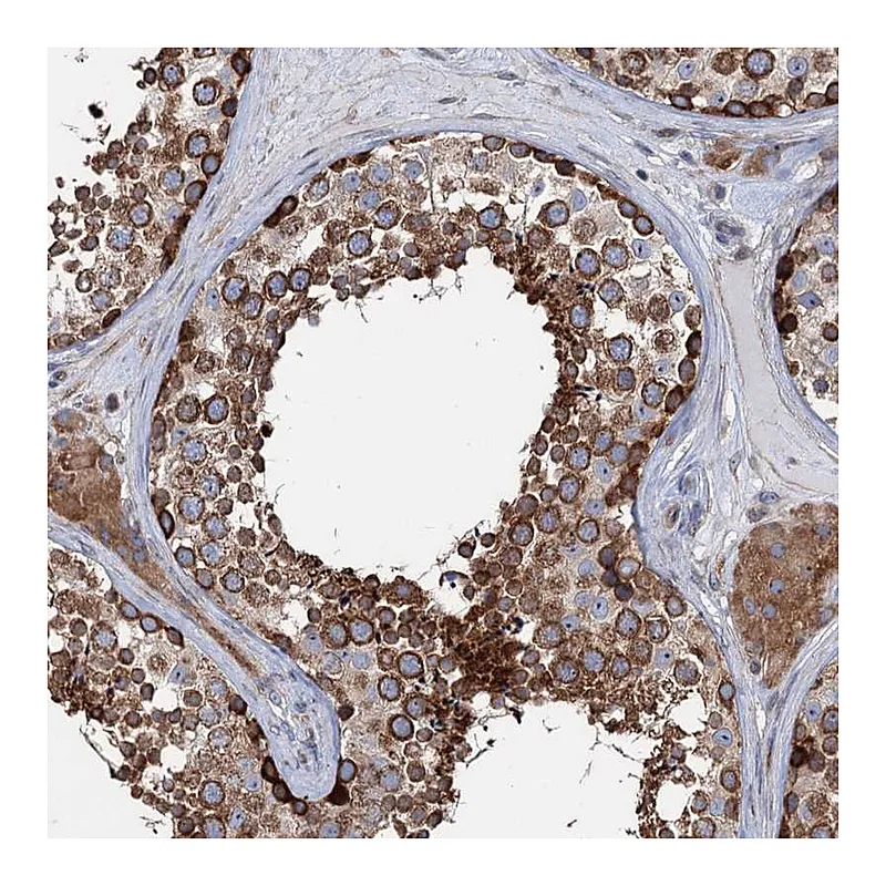 Atlas Antibodies Anti-PTDSS2 Antibody