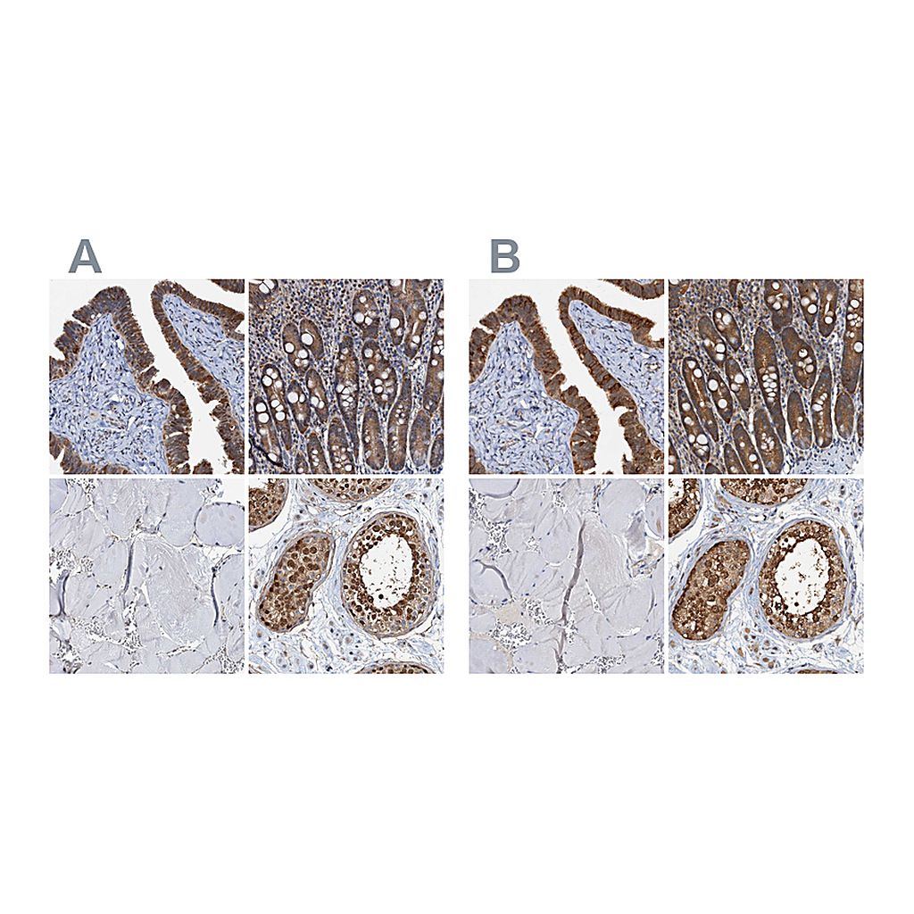 Atlas Antibodies Anti-PTGES3 Antibody