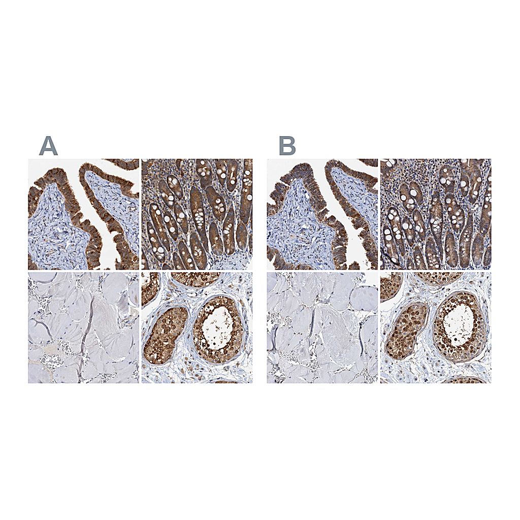 Atlas Antibodies Anti-PTGES3 Antibody