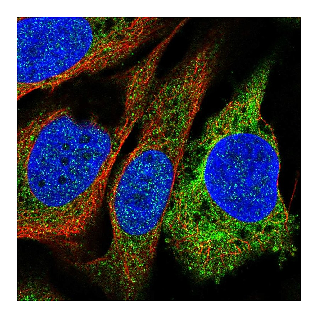 Atlas Antibodies Anti-PTGIS Antibody