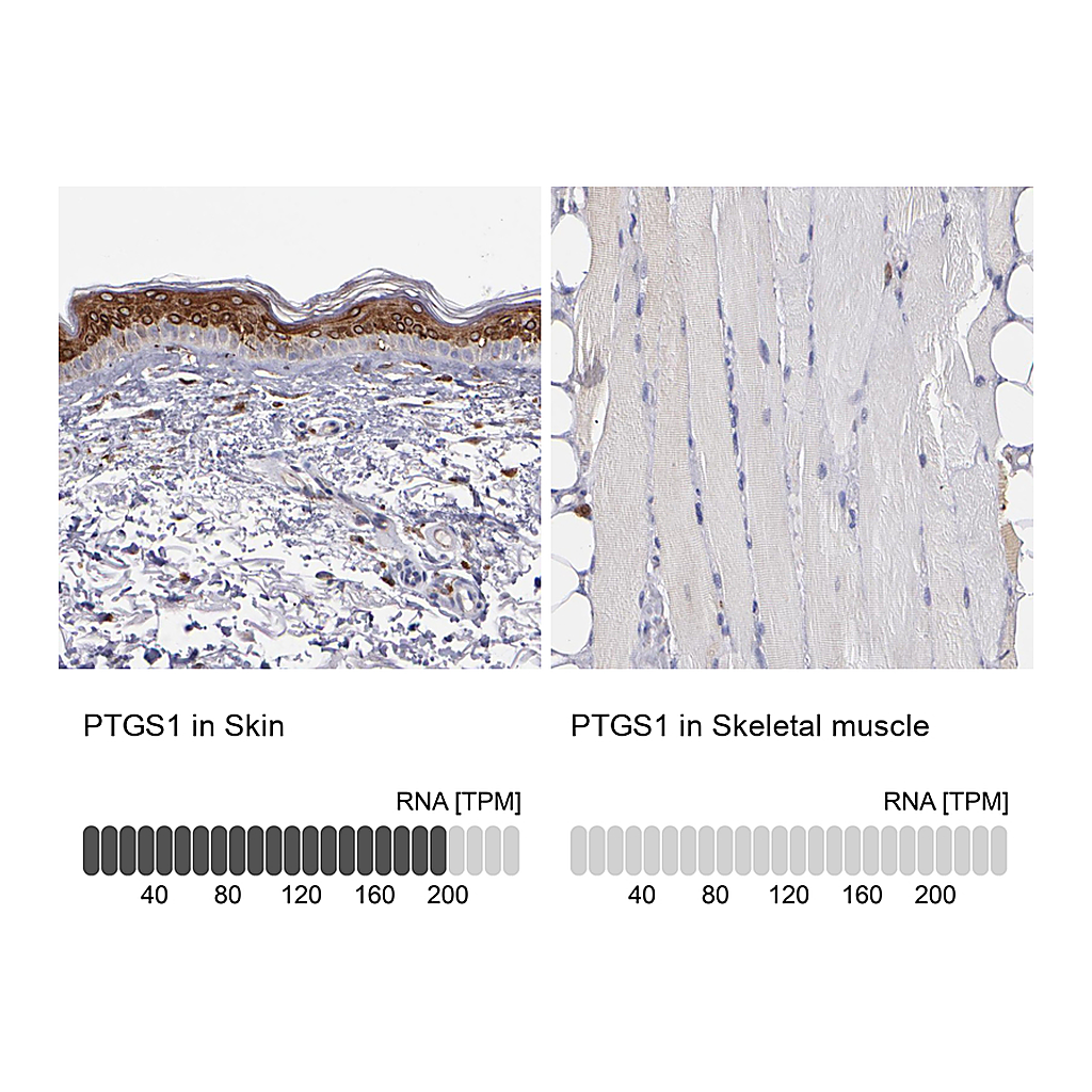 Atlas Antibodies Anti-PTGS1 Antibody