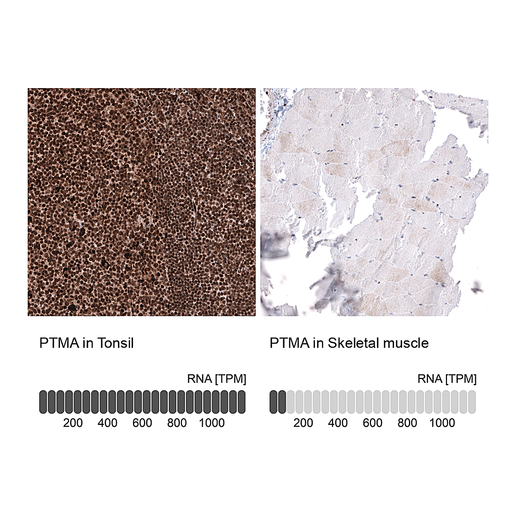 Atlas Antibodies Anti-PTMA Antibody