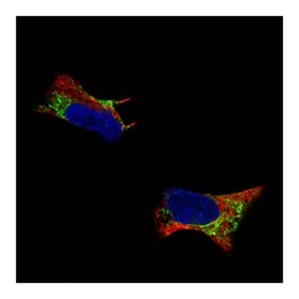 Atlas Antibodies Anti-PTN Antibody