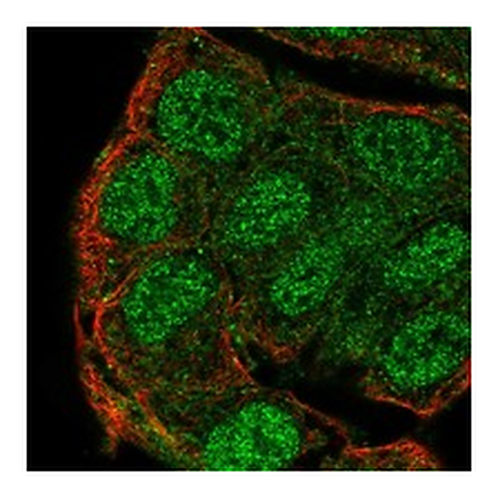 Atlas Antibodies Anti-PTPN13 Antibody