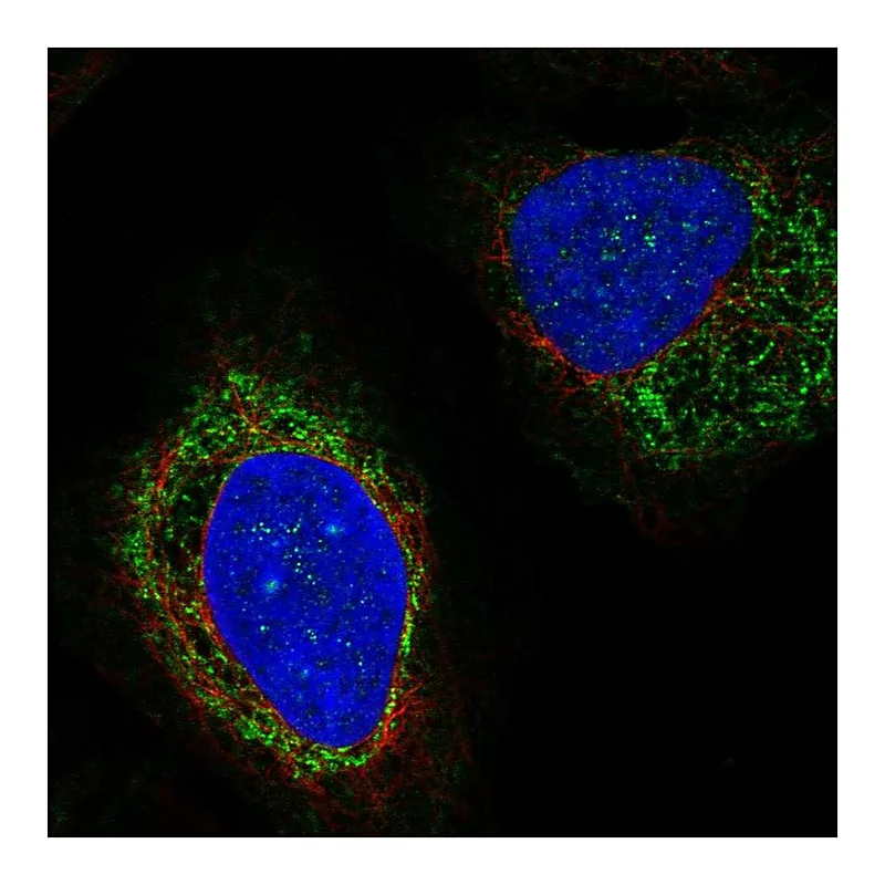 Atlas Antibodies Anti-PTPN5 Antibody
