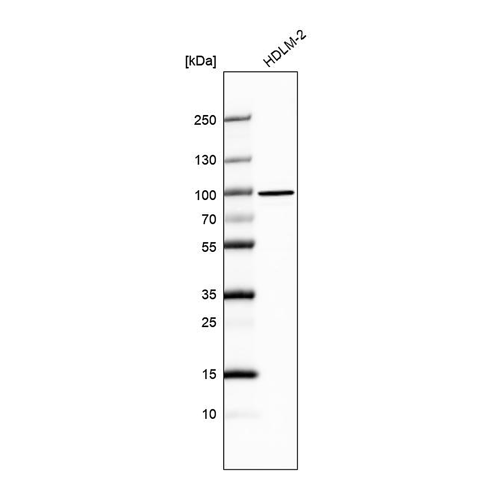 Atlas Antibodies Anti-PTPN4 Antibody