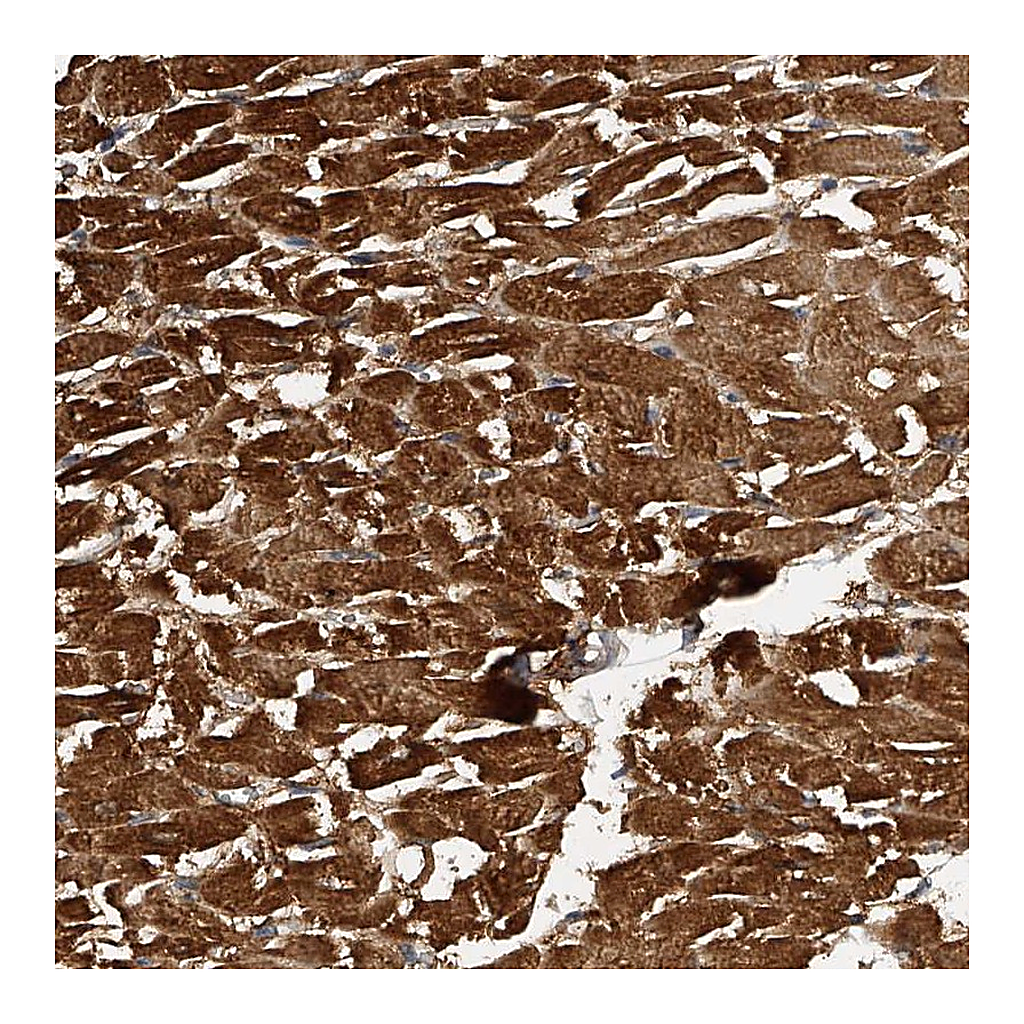 Atlas Antibodies Anti-PTPRA Antibody