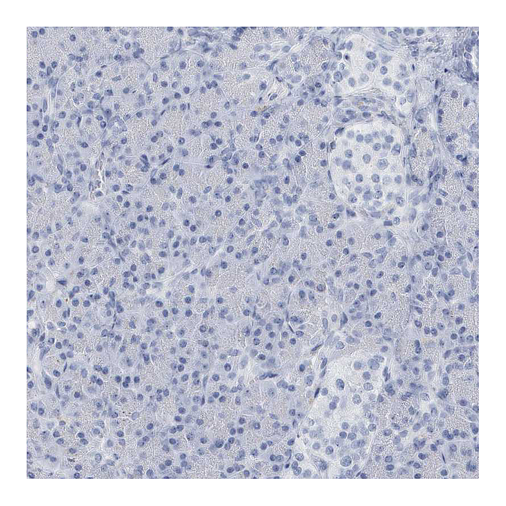 Atlas Antibodies Anti-PTPRO Antibody
